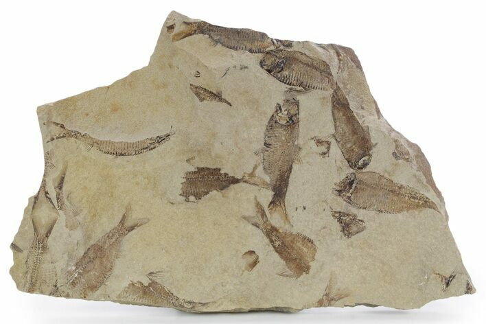 Fossil Fish (Gosiutichthys) Mortality Plate - Wyoming #357174